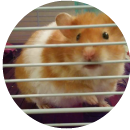 Barbara (Hamster)