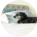 Bertie (Dog)