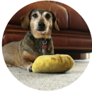 Charlie (Dog)