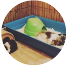 Margret, Beatrice and Florence (Guinea Pigs)