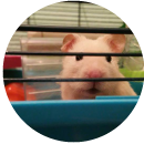 Flynn (Hamster)